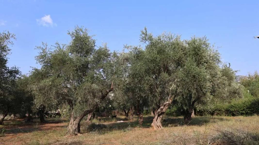 Adana’nın Asırlık Zeytin Ağaçlarında İmece Usulü Hasat Mesaisi! 6